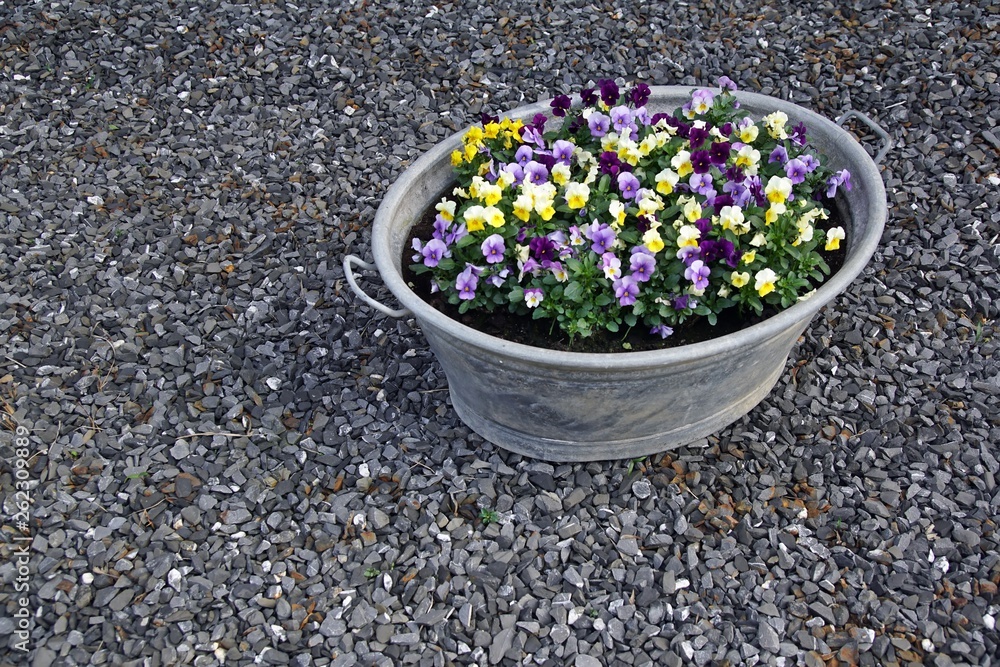Bepflanzte Zinkwanne im Stock Photo Adobe Stock