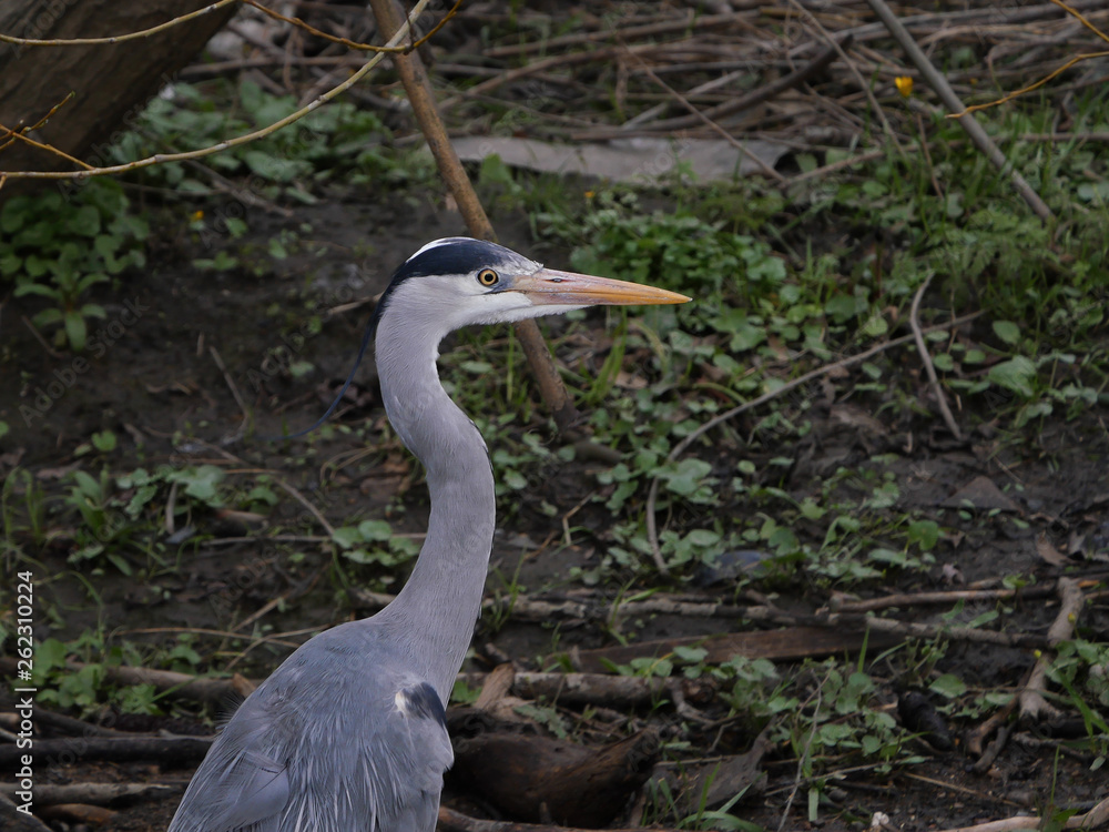 Fototapeta premium Grey Heron (Ardea cinerea) wading in a river