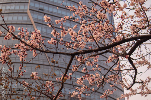 Photography Cherry Blossom in Seoul