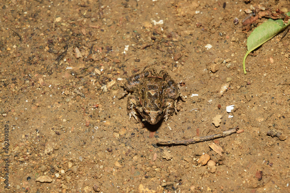 Mimétisme chez la grenouille Mimétisme chez la grenouille