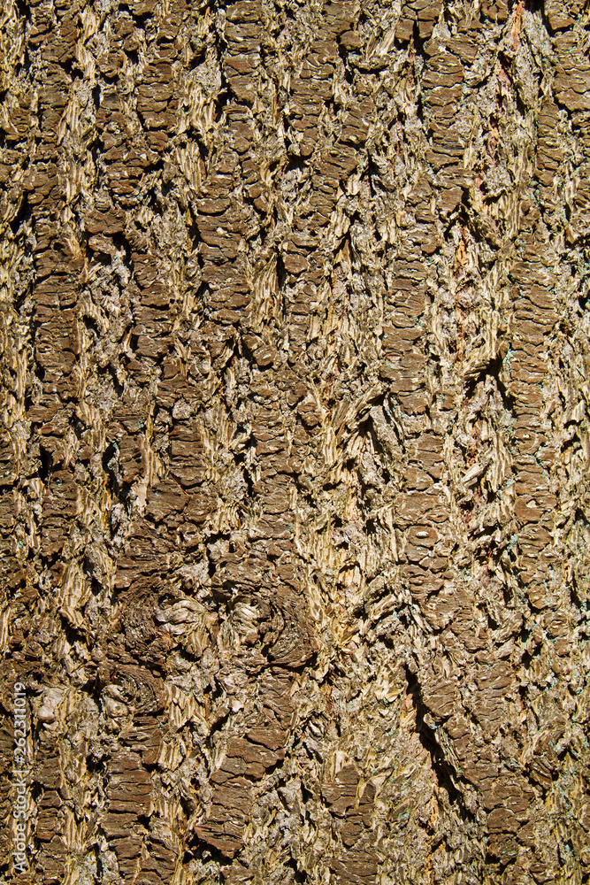 Close Up Of The Bark Of A Norway Spruce Stock Photo Adobe Stock