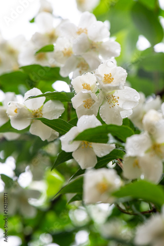 Fresh white flowers jasmine in a water droplets on a background of cloudy sky.