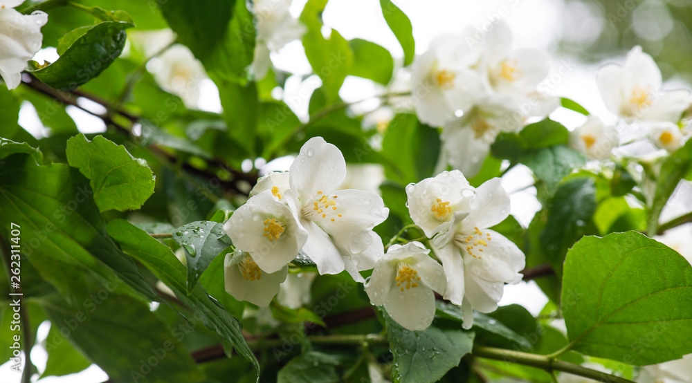 Bush jasmine in blooming with white flowers on green leaves. Natural layout. Bush jasmine in blooming with white flowers on green leaves. Natural layout.