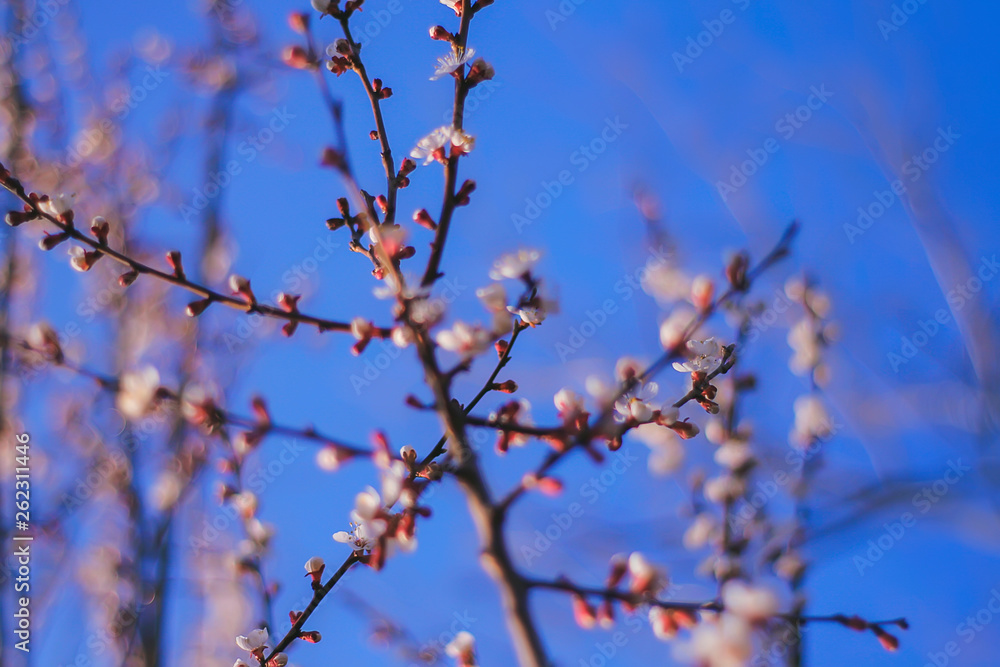 flowering branches of the fruit tree against the sky.