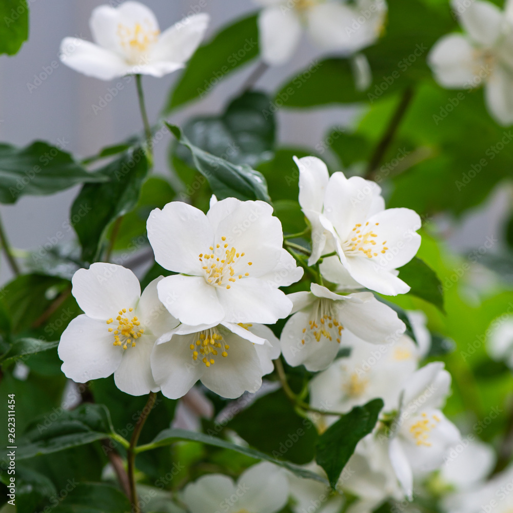 Natural background with green leaf and white jasmine flowers on a bush with droplets of water. Natural background with green leaf and white jasmine flowers on a bush with droplets of water.