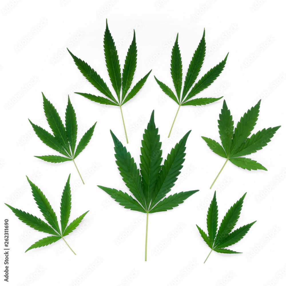 Cannabis leaves of different sizes squared are isolated on a white background.