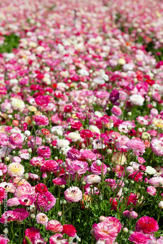 Wallpaper Mural Huge field of blossoming garden buttercups or ranunculus in Israel Torontodigital.ca