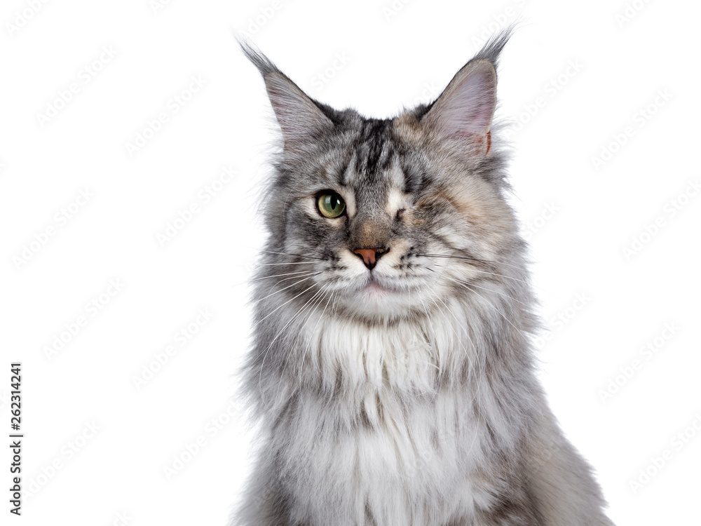 Head shot of very pretty silver tortie young adult Maine Coon cat, sitting side ways facing front. Looking at camera with one green eye. Isolated on white background. - obrazy, fototapety, plakaty 