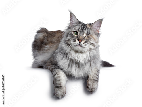Very pretty silver tortie young adult Maine Coon cat, laying down side ways facing front. Looking at camera with one green eye. Isolated on white background. Paws over edge.