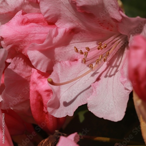 Rhododendron Azalee