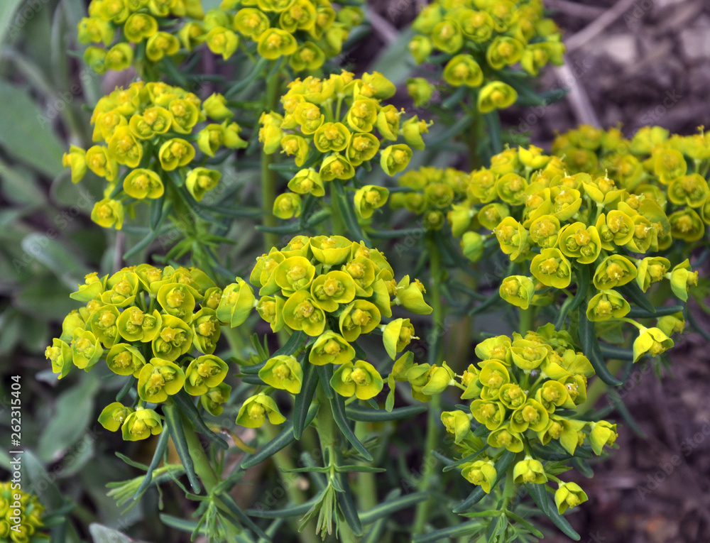 In the wild, grows and blooms Euphorbia virgata In the wild, grows and blooms Euphorbia virgata
