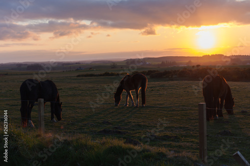 horses walking at field © Aleksejs