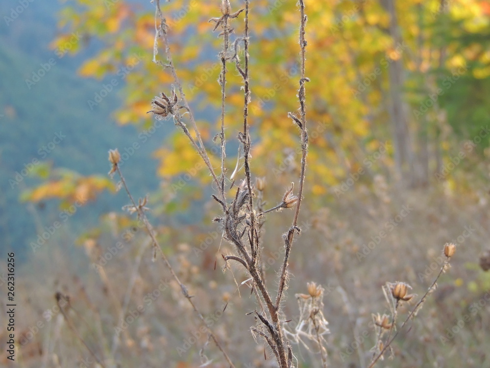 autumn leaves on background of blue sky autumn leaves on background of blue sky
