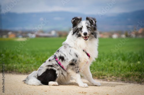 Photoshoot with a sitting Sheltie Sheepdog is one of the British Sheepdogs outward is a miniature version of the longhair collie
