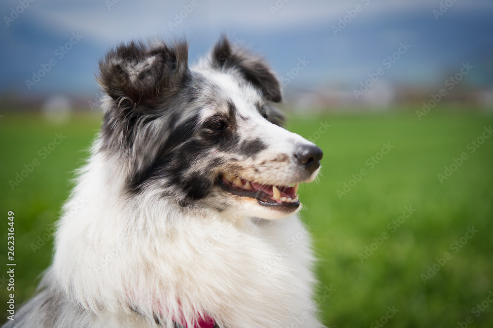 Photoshoot with a Sheltie Sheepdog is one of the British Sheepdogs outward is a miniature version of the longhair collie