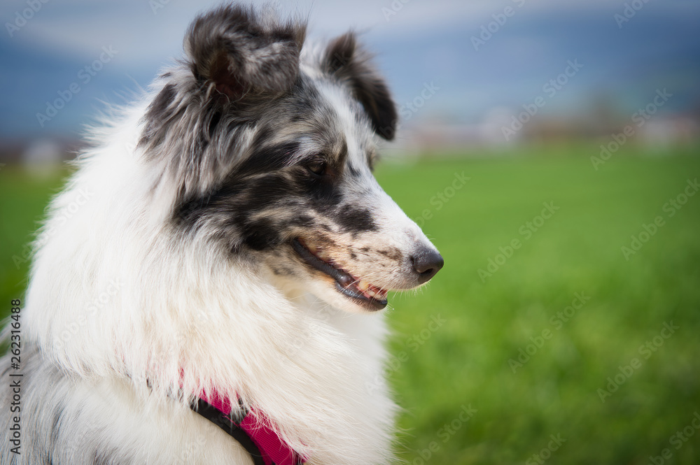 Photoshoot with a Sheltie Sheepdog is one of the British Sheepdogs outward is a miniature version of the longhair collie