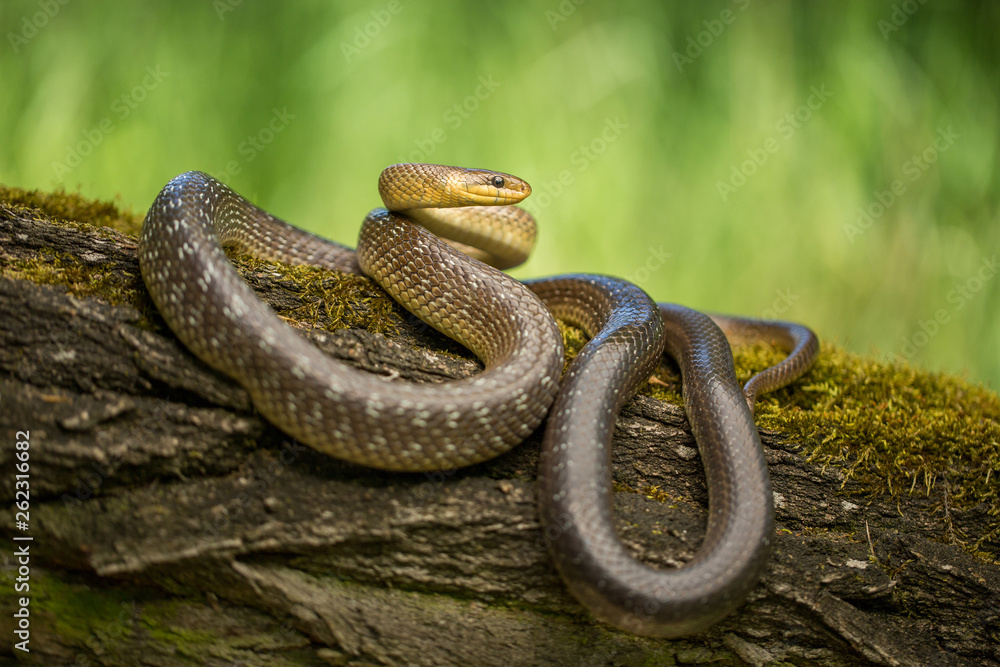 Obraz premium Aesculapian snake Zamenis longissimus in Czech Republic