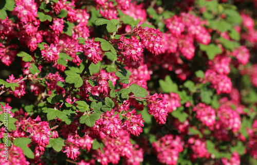 red flowering currant