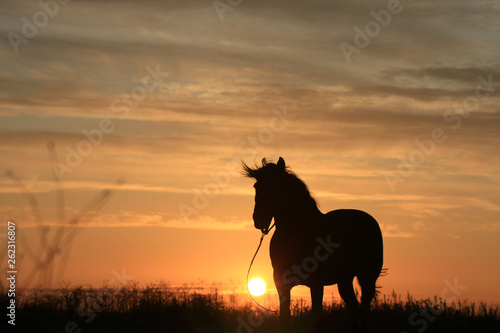Horse silhouette in summer field in the early morning at sunrise