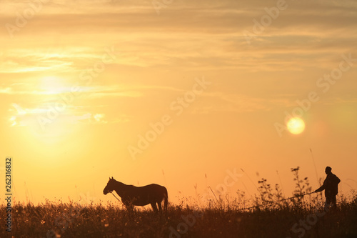 Man leads to pasture horse silhouette in summer field at sunrise at golden hour