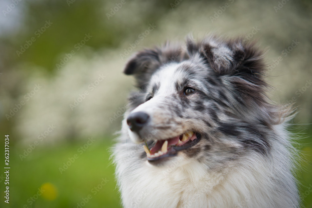 Photo shoot with a Sheltie Sheepdog against a beautiful background in a meadow with flowers