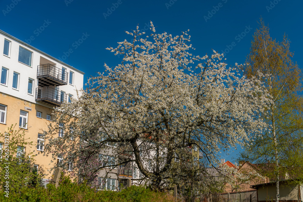 White bloom cherry tree with blue sky and sunny spring day White bloom cherry tree with blue sky and sunny spring day