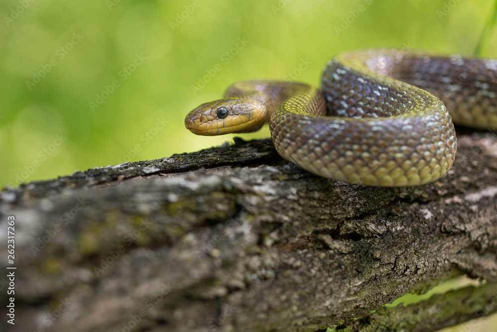 Aesculapian snake Zamenis longissimus in Czech Republic Aesculapian snake Zamenis longissimus in Czech Republic