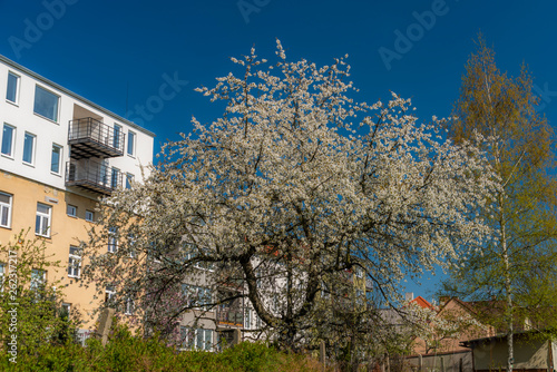 White bloom cherry tree with blue sky and sunny spring day