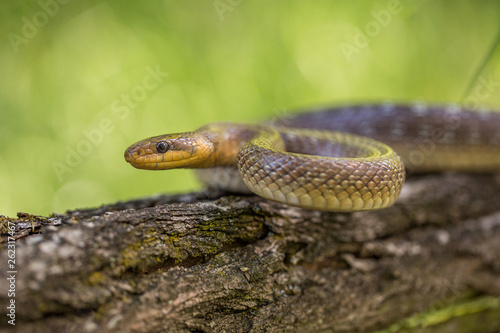 Aesculapian snake Zamenis longissimus in Czech Republic