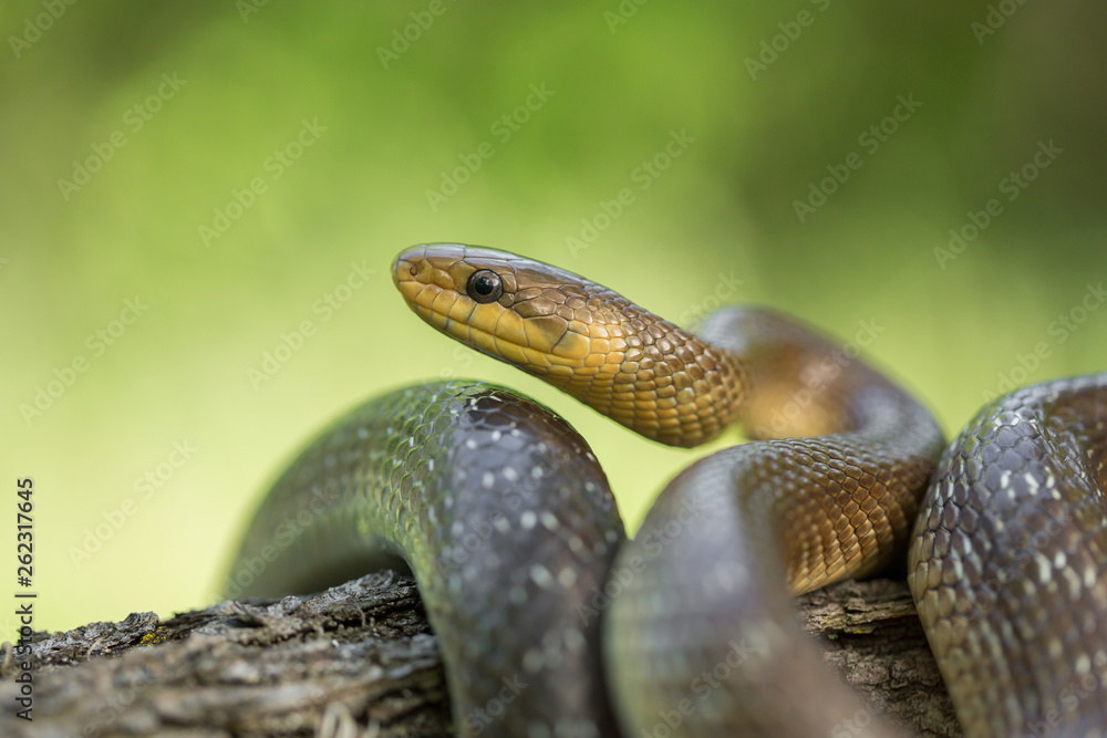 Aesculapian snake Zamenis longissimus in Czech Republic Aesculapian snake Zamenis longissimus in Czech Republic