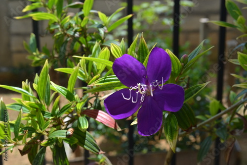 Bovitiya flower in Sri Lanka