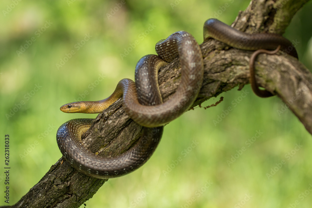 Aesculapian snake Zamenis longissimus in Czech Republic Aesculapian snake Zamenis longissimus in Czech Republic