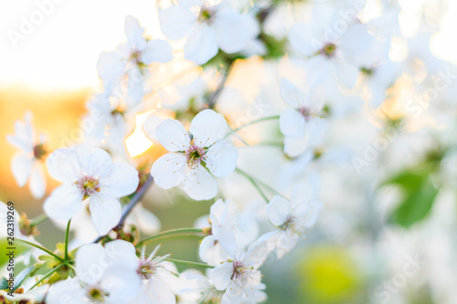 cherry tree in white bloom at sunrise