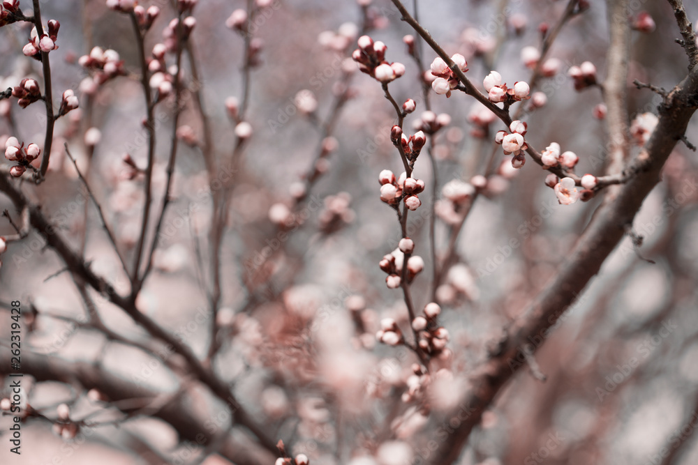 apricot flower bud on a tree branch branch with tree buds.