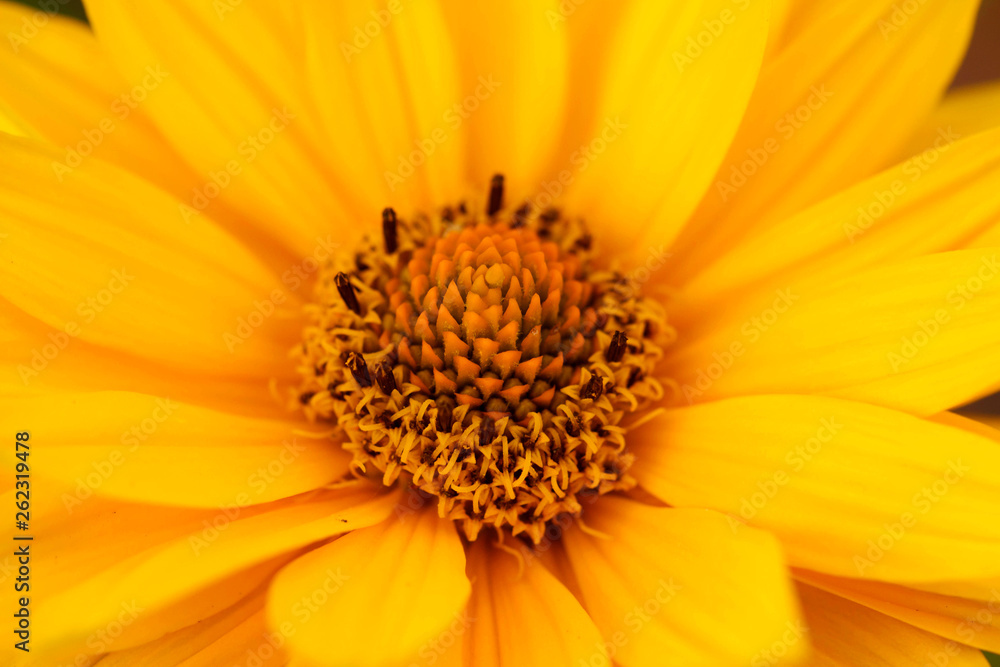 closeup of yellow flower closeup of yellow flower