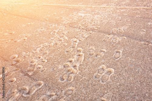 Many old footprints of people on coarse sand.