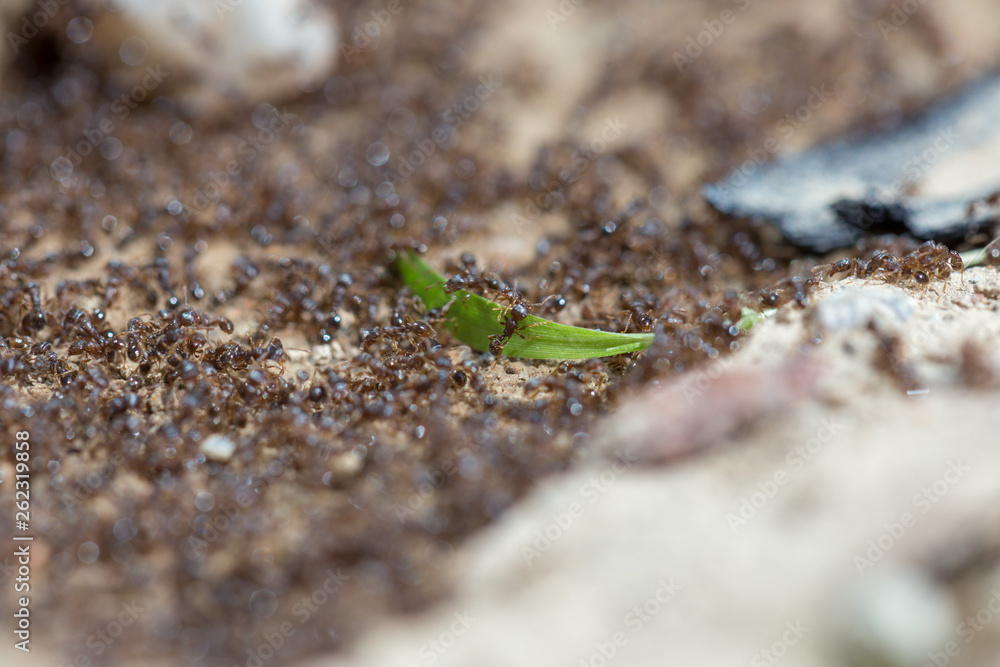 ants run to the anthill ants run to the anthill