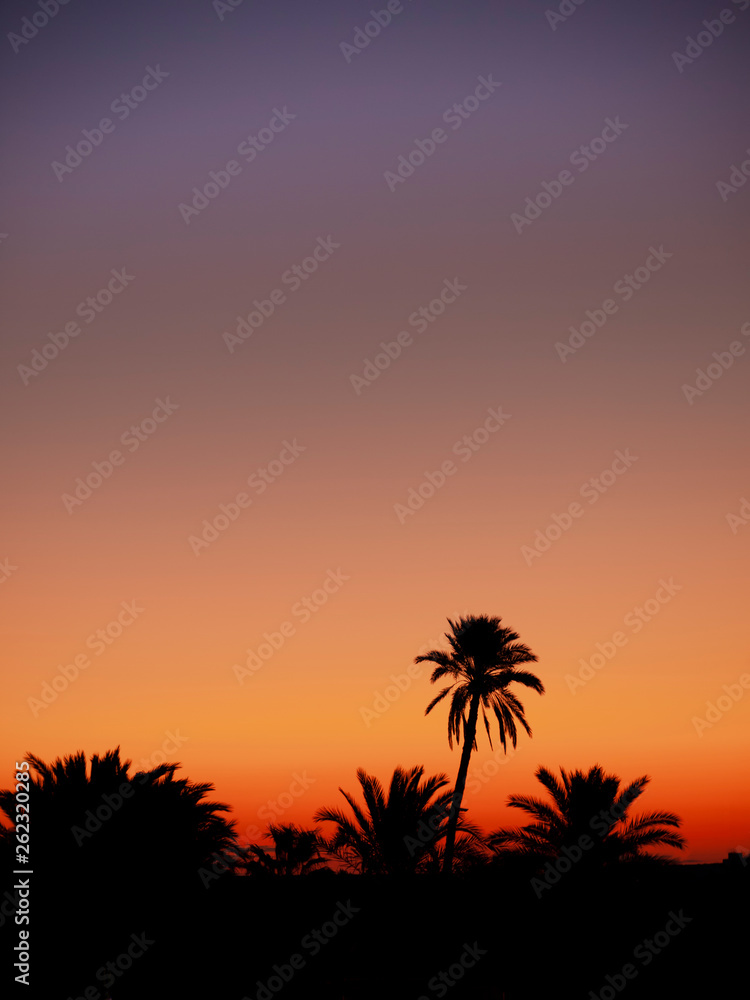 A silhouette of Palm trees against the fading light of a tropical evening. 