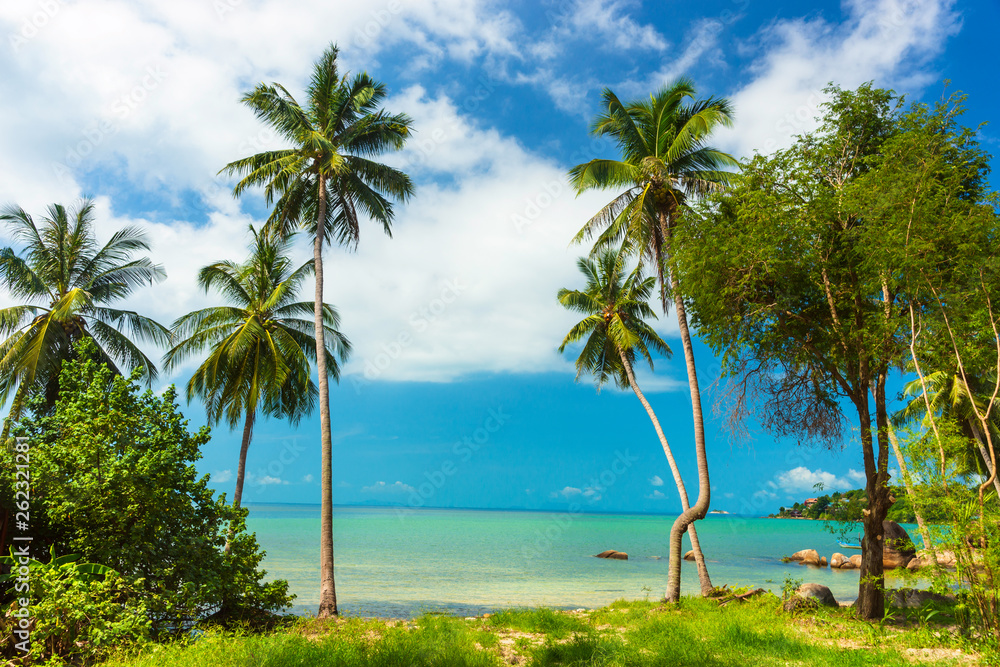 Amazing view of Thailand beach with beautiful exotic palm trees,