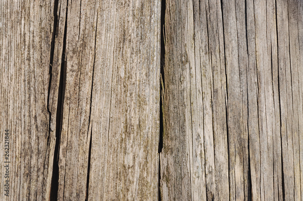 Fototapeta premium Natural wood texture. Background of old tree.