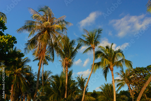 Beautiful tropical sunset with palm trees at beach