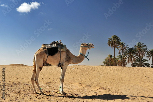 Camels in the Sahara desert.