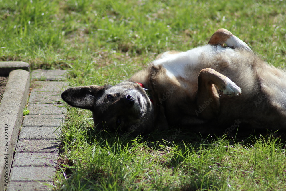 Fototapeta premium Dog on the back