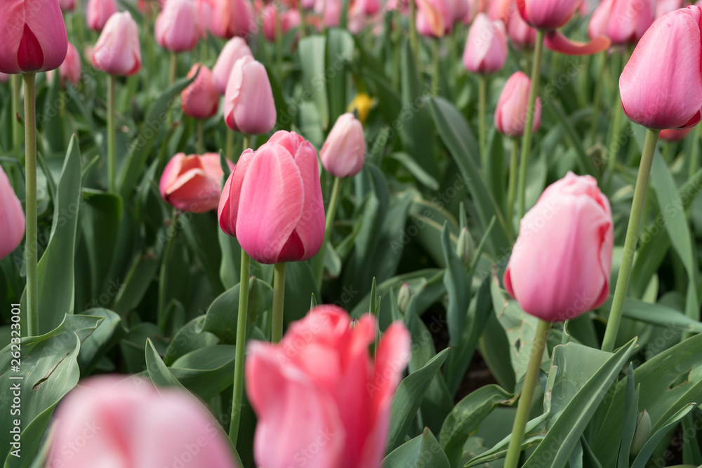 Pink City Tulips