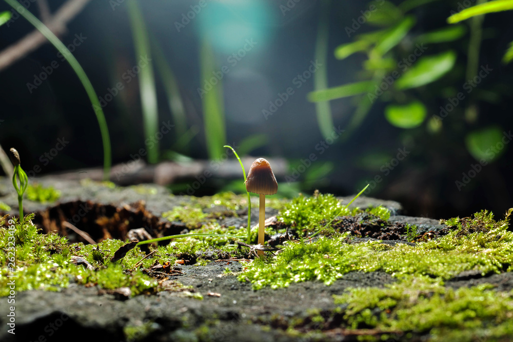 mushroom in forest mushroom in forest