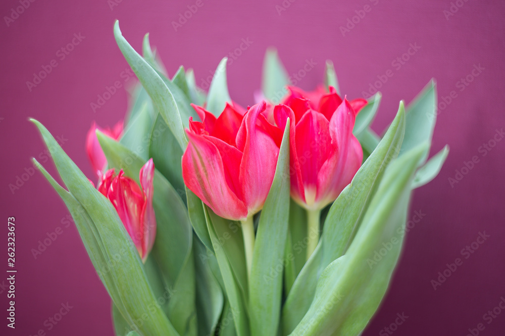 Naklejka premium Wspaniały czerwony bukiet tulipanów