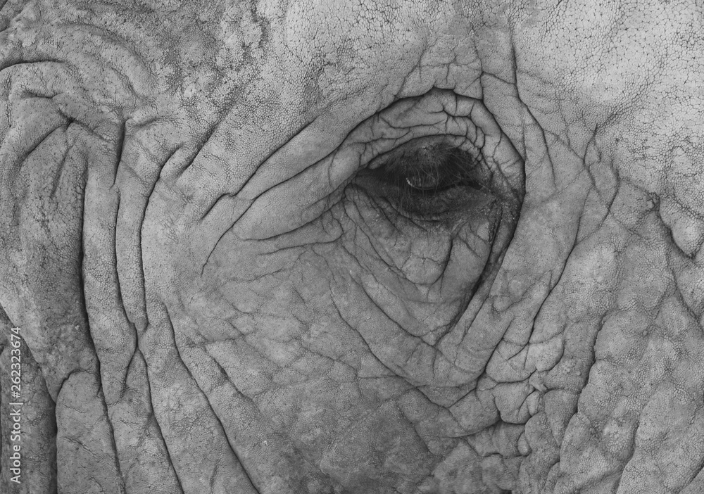 Obraz Close up of face of African elephant, photographed in monochrome at Knysna Elephant Park in the Garden Route, Western Cape,. South Africa