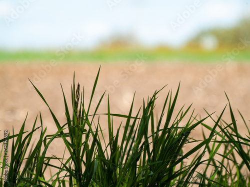 Fototapeta Naklejka Na Ścianę i Meble -  Green grass in spring with bokeh background