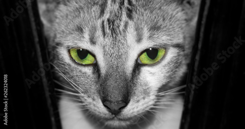 kitten looking at camera with green eyes