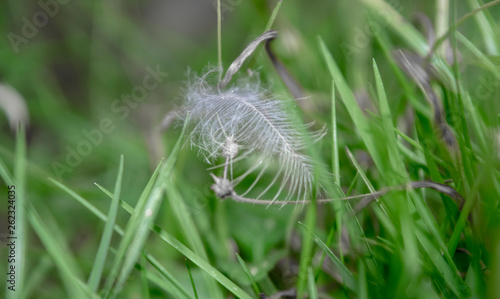 White little feather on green grass